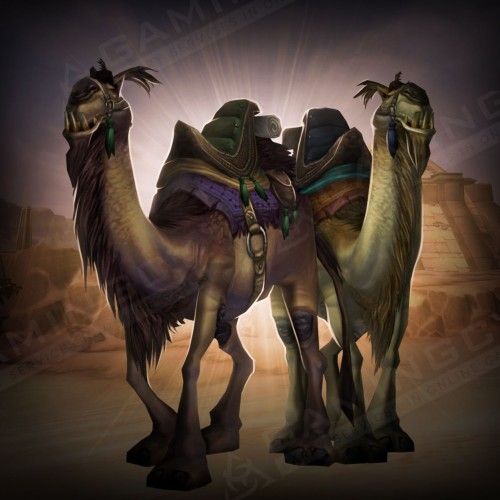Riding Camels